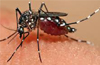 1390 Malaria cases in first half 2018